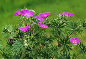 Geranium sanguineum